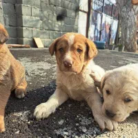 واگذار توله پژدر