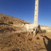 فروش اسب جوان وسرحال