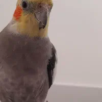 عروس هلندی گمشده در نوش آباد