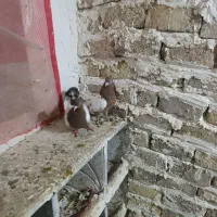 کبوتر سینه زرد