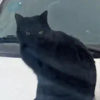 گربه نر سیاه رنگ گمشده در محدوده بهشتی و شیرین