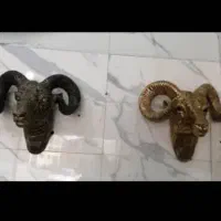 کله قوچ در ۲رنگ برنزی