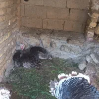 بوغلمون گرچ