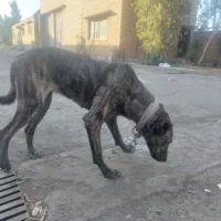 توله ماچ|سگ|قم, خداکرم|دیوار