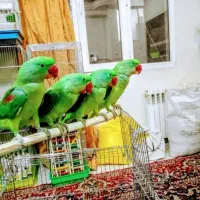 دنیا شاه طوطی ملنگو نر ماده دستی رام سخنگوچشم درشت|پرنده|تهران, استاد معین|دیوار