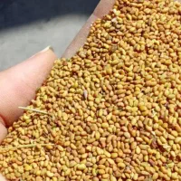 تخم یونجه اصل بهبهان با قدرت سبز شوندگی بالا