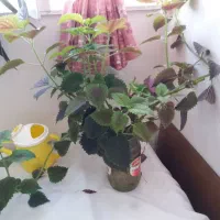 گل و گیاه طبیعی