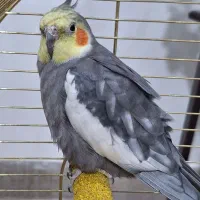 عروس هلندی