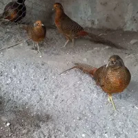 فروش جوجه طاووس|پرنده|آستانه اشرفیه, |دیوار