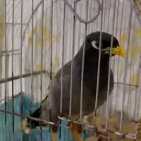 مرغ مینا