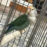 طوطی برزیلی اماده مست مست بشرط|پرنده|آفتاب, |دیوار