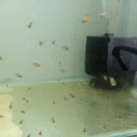 سیچلاید زبرا