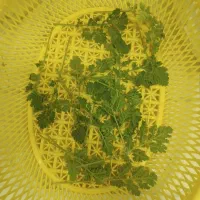 مخلصه کوهی تازه تازه خوشبو تند