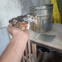 گلین جوجه گلین