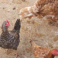 مرغ و بوقلمون