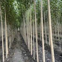 تا اتمام موجودی نـهال صـنــوبر با تخفیف شگفت‌انگیز|خدمات باغبانی و درختکاری|فسا, |دیوار