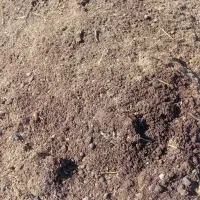 کود دامی|خدمات باغبانی و درختکاری|رشت, پارک شهر|دیوار