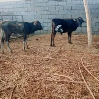 ۲عدد گوساله ماده