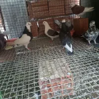 کبوتر|پرنده|مینودشت, |دیوار