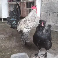 مرغ دو رَگ گُلین و مَحَلی اَصیل