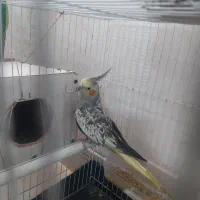 عروس هلندی با قفس و لانه فقط۸۰۰