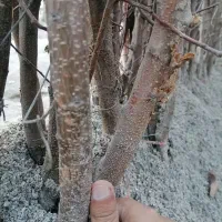 نهال بادام نهالستان|خدمات باغبانی و درختکاری|سپیدان, |دیوار