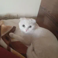 گربه اسکاتیش