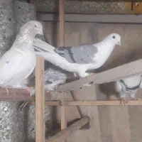 پرنده کبوتر|پرنده|ری, شهید غیوری (ابن باویه)|دیوار