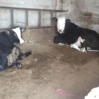 گاو و گوساله|حیوانات مزرعه|تبریز, |دیوار