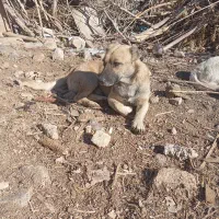 واگذاری سگ پاکوتاه