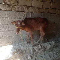 گاو وگوساله