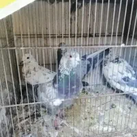 کفتر یاکبوتر|پرنده|قم, لبچال|دیوار