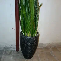 گل سانسوریا