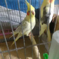 عروس هندی|پرنده|رشت, دیانتی|دیوار