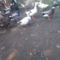 فروش اودرک محلی نر وماده تخم گذار|حیوانات مزرعه|سیاهکل, |دیوار