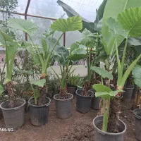 بابا آدم|گل و گیاه طبیعی|آستانه اشرفیه, |دیوار