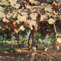 کیوی هایوارد