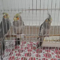 عروس هلندی