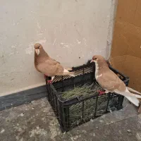 دوجفت شیرازی