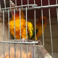 خورشیدی صدرصد مولد