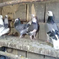 کبوتر شازده  ابلق  سبز   تهرونی اصل در فلاورجان|پرنده|اصفهان, کوی امیریه|دیوار