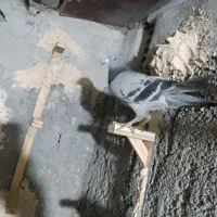 کفتر پرشی کلاغ زرد|پرنده|مشهد, امیرآباد|دیوار