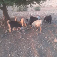 بز جوان ابستن بز داشتی|حیوانات مزرعه|مسجد سلیمان, |دیوار