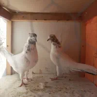 کبوتر|پرنده|خاوران, |دیوار