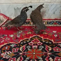 بلدرچین کالیفرنیا