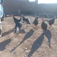 بوقلمون نر و ماده|حیوانات مزرعه|نیشابور, خط کاشمر|دیوار