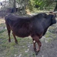 گاو حامله