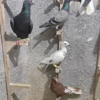 کفتر پرشی|پرنده|مشهد, کارمندان دوم|دیوار