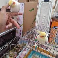 یک جفت عروس هلندی لوتینو|پرنده|شهرضا, |دیوار