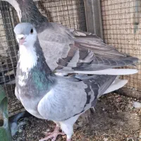 دمگیر ابری|پرنده|اصفهان, جی شیر|دیوار
